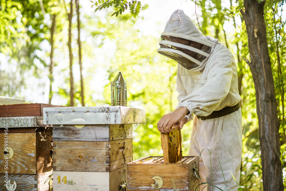 Beekeeper is examining his beehives in forest. Beekeeping professional occupation. Beekeeper is examining his beehives in forest. Beekeeping professional occupation.