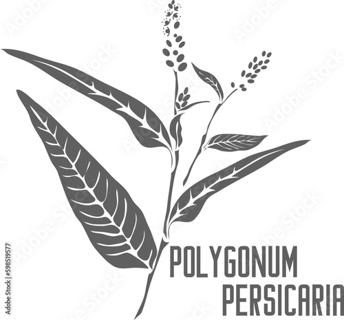 Persicaria maculosa vector silhouette. Polygonum persicaria medicinal herb outline. Set of Polygonum persicaria leaves and flowers in Line for medicine vector image. Contour drawing of lady's-thumb
