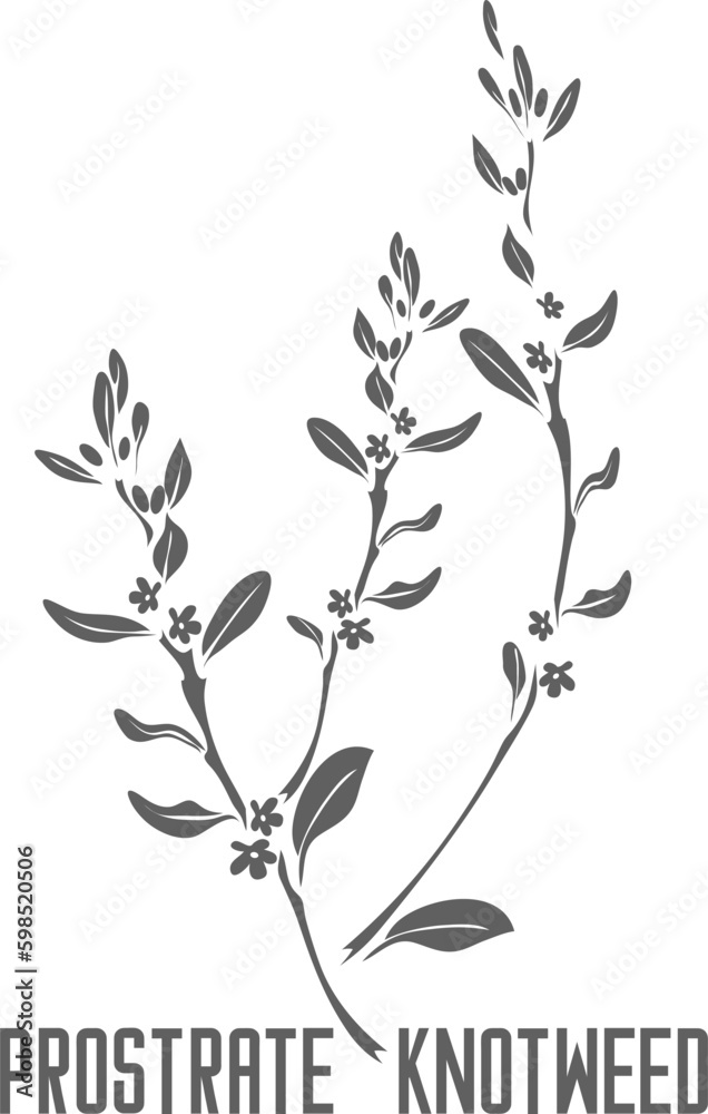 Prostrate knotweed vector silhouette. Polygonum aviculare medicinal herb outline. Set of Common Knotgrass leaves and flowers in Line for medicine vector image. Contour drawing of Prostrate knotweed
