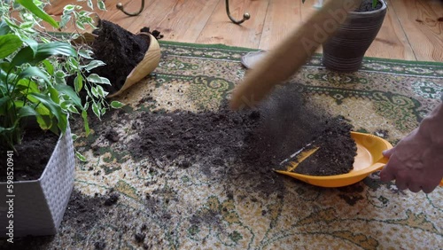 cleaning a broken flower pot in the room,sweeping the earth from a broken pot, broken indoor plants on the floor, cleaning the room