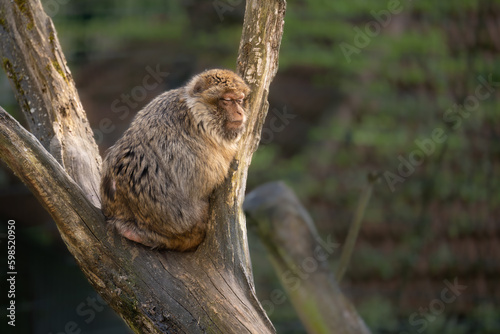 Affe