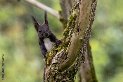 Eichhörnchen © Burghard
