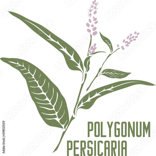 Lady's-thumb plant in vector silhouette. Polygonum persicaria medicinal herb outline. Set of vector image of Polygonum persicaria for medicine and botany. Persicaria maculosa in contour and color photo