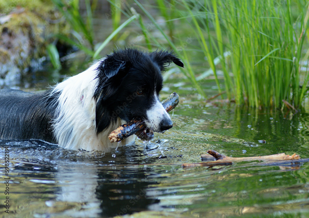 Pies rasy Border Collie w wodzie Pies rasy Border Collie w wodzie