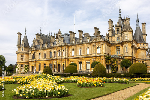 Tulips in the flower beds of the Parterre of the manor in Waddesdon, Buckinghamshire photo