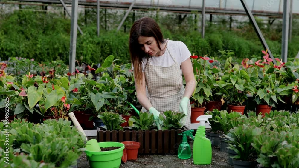 Hardworking farmer woman in a greenhouse holding box with flower pots. Home gardening, love of plants and care. Small business. Hardworking farmer woman in a greenhouse holding box with flower pots. Home gardening, love of plants and care. Small business.