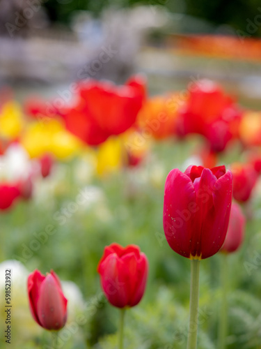 Tulips in the flower beds of the Parterre of the manor in Waddesdon  Buckinghamshire