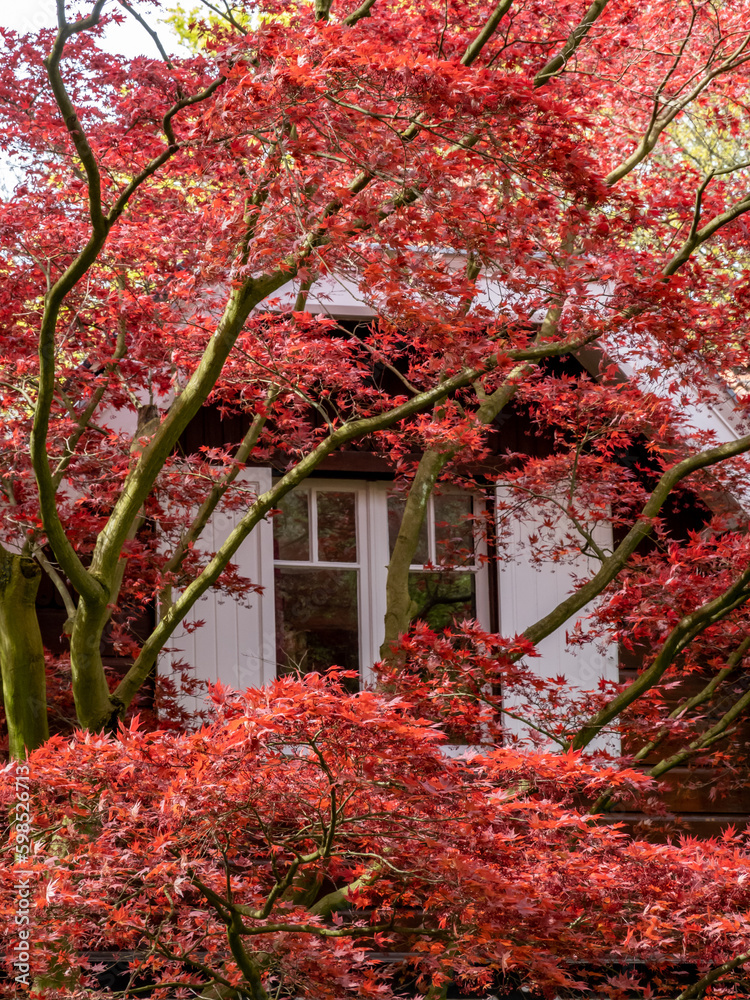 Japanese maple, Acer palmatum 'Atropurpureum' red, tree with red leaves in front of house in spring, Netherlands Japanese maple, Acer palmatum 'Atropurpureum' red, tree with red leaves in front of house in spring, Netherlands