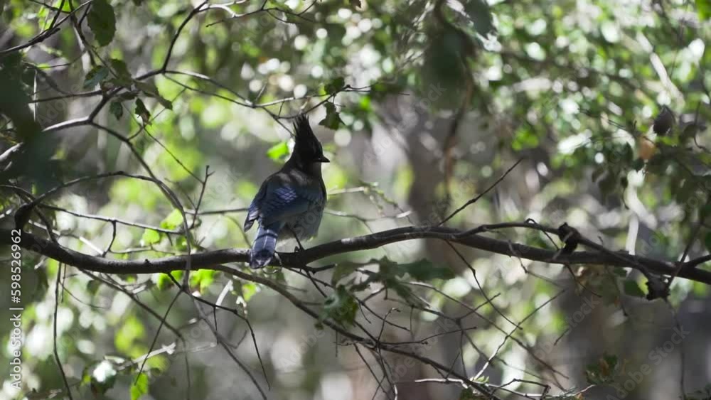 A blue steller's jay (Cyanocitta stelleri) in Yosemite national park jumps from branch to branch. California in April A blue steller's jay (Cyanocitta stelleri) in Yosemite national park jumps from branch to branch. California in April