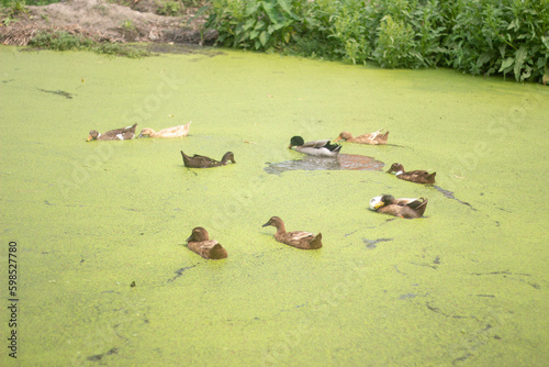 there are have many duck on a pond and the pond is full of small kochuri pana photo