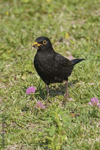 common blackbird, male specimen with insects in its bill