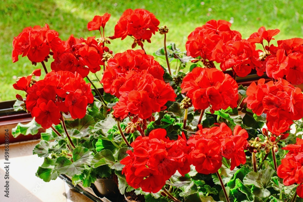 Richly blooming geranium flowers on the windows Richly blooming geranium flowers on the windows