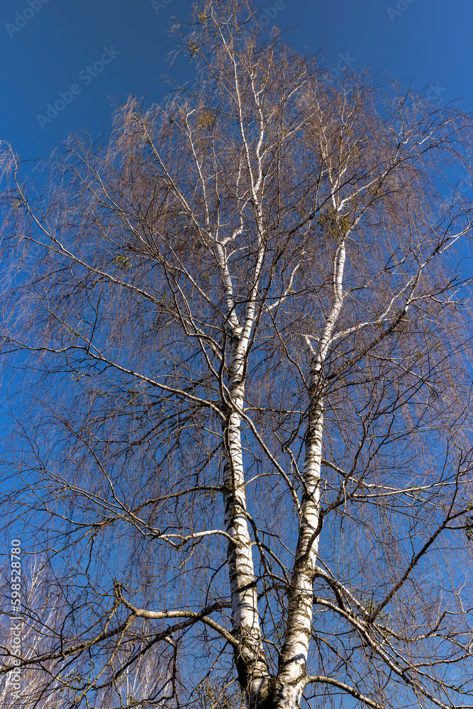 leafless birch trees in sunny weather in spring leafless birch trees in sunny weather in spring