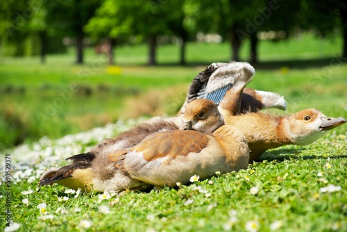 Fototapeta youngling Egyptian goose resting on the green grass near the water