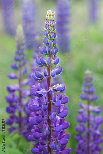 Blue Lupin flowers blooms in the field. Bunch of lupines summer flower background. Violet spring and summer flower. Blue flowers Lupine a green background. Lupinus. Fabaceae Family. Blooming lupine