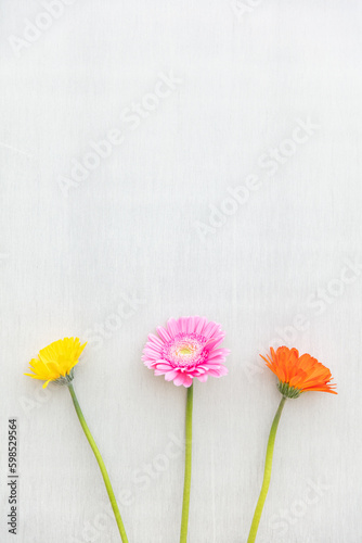 ガーベラ　African daisy