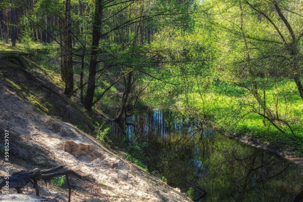 Fototapeta premium Spring landscape with a river and flowering trees