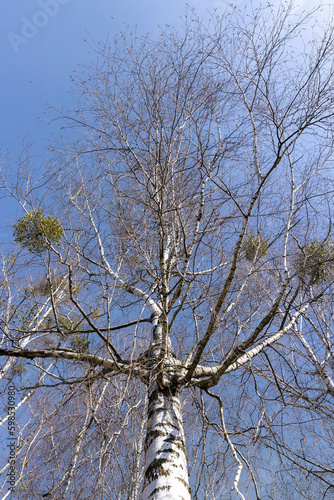 Fototapeta Naklejka Na Ścianę i Meble -  Birch tree branches in the park in spring sunny weather