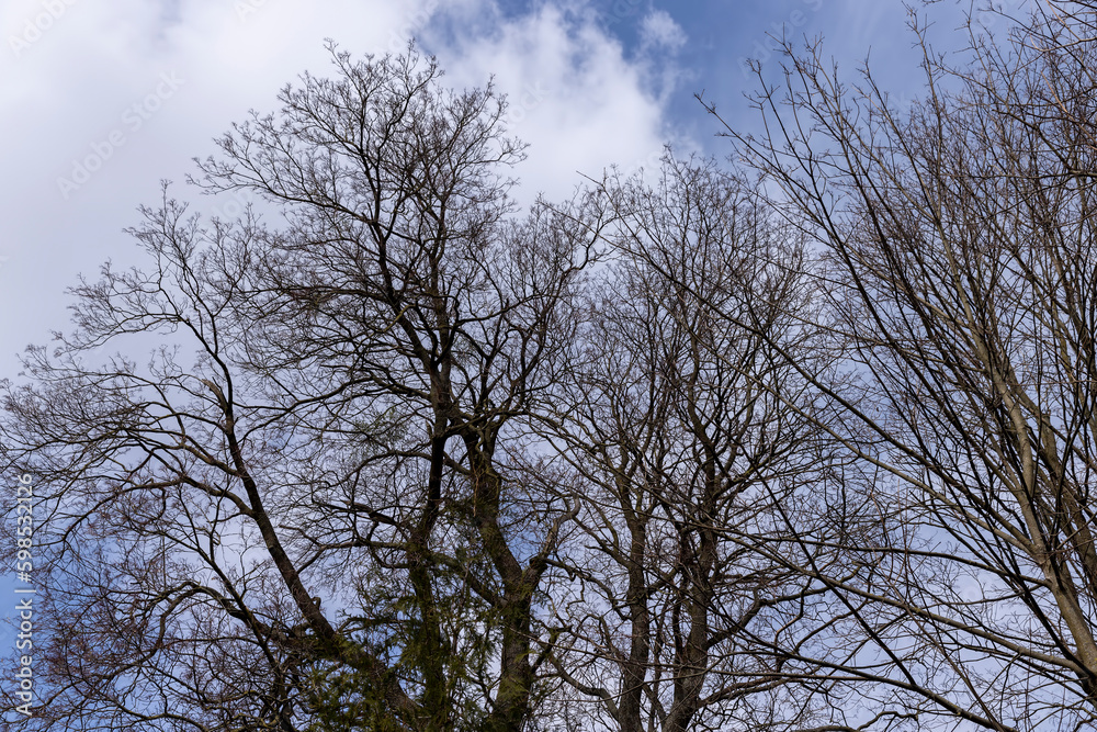 Tall deciduous trees in early spring without foliage