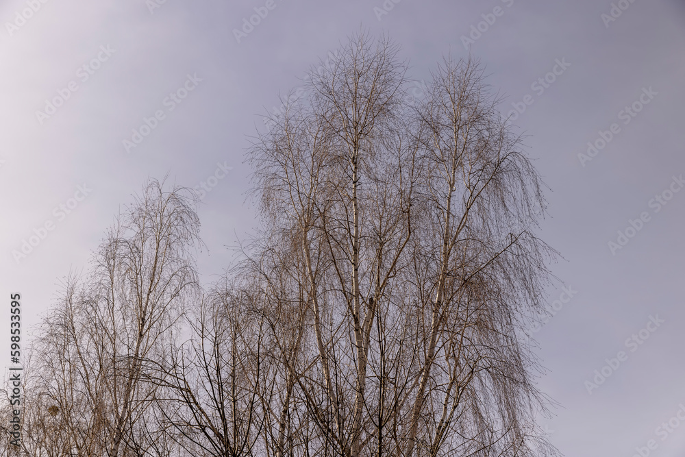 Branches of deciduous trees in the park in spring sunny weather Branches of deciduous trees in the park in spring sunny weather