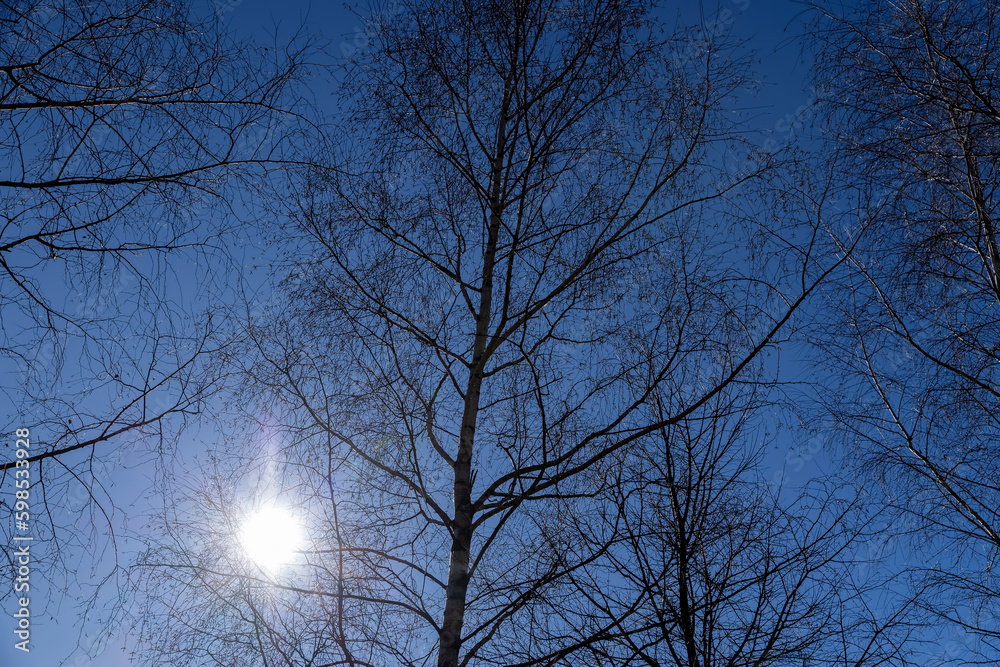leafless birch trees in early spring in sunny weather leafless birch trees in early spring in sunny weather
