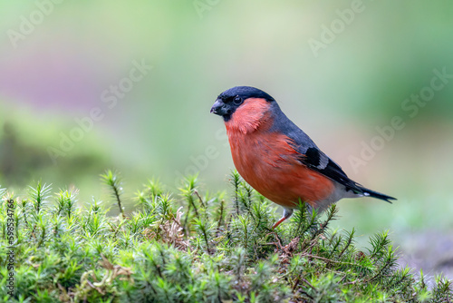 Male Bullfinch (Pyrrhula pyrrhula) in the forest of Noord Brabant in the Netherlands. Copy space. 