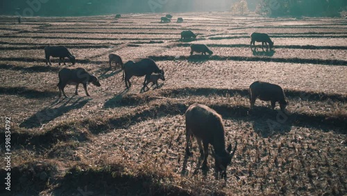 Siamese buffalo grazing on a dry rice field photo