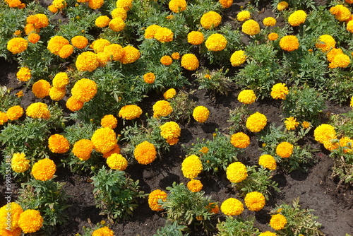 Great number of orange flowers of Tagetes erecta in July