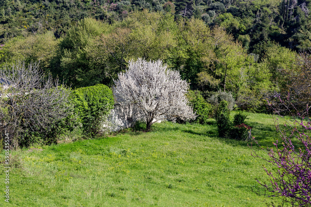 Blooming apricot tree grows in the garden on a sunny, spring day Blooming apricot tree grows in the garden on a sunny, spring day