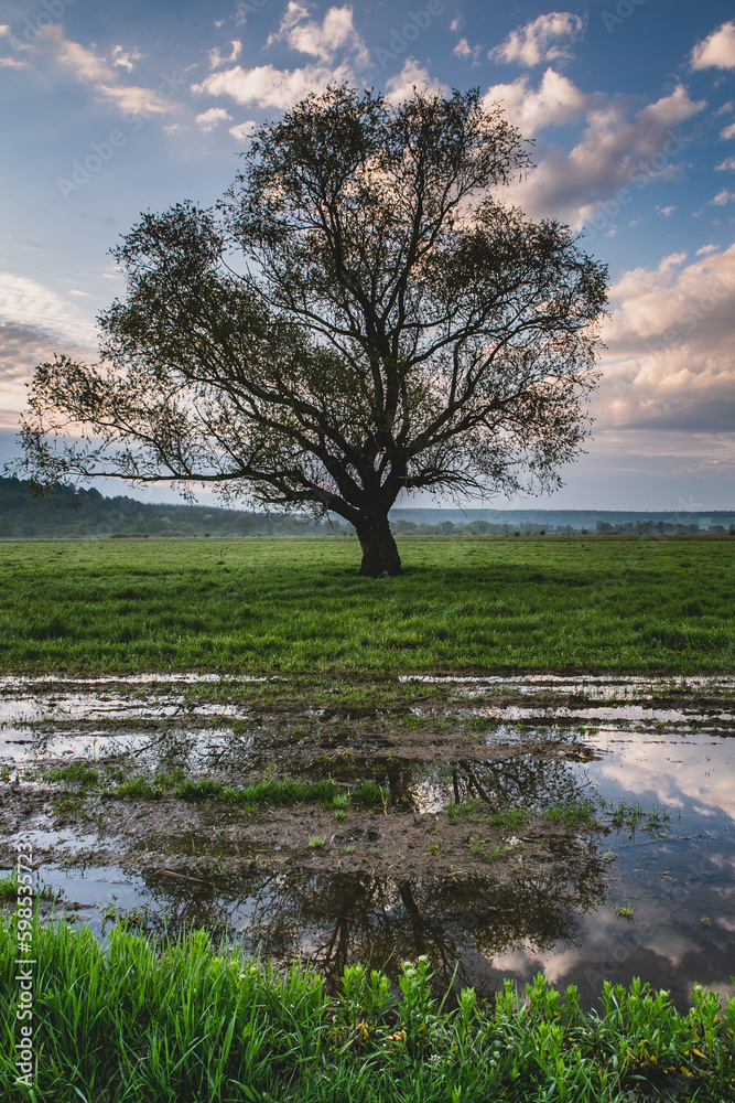 Lonely tree in the rice field with reflection in water. Big tree in a green field at sunset. Beautiful spring landscape. Lonely tree in the rice field with reflection in water. Big tree in a green field at sunset. Beautiful spring landscape.