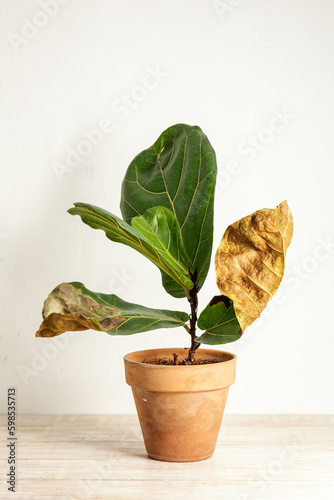 Ficus Lirata with dried leaves
