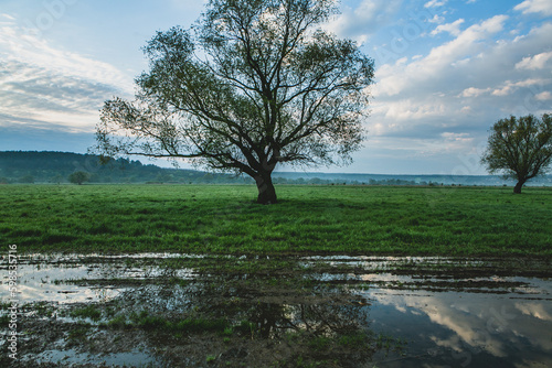 Lonely tree in the rice field with reflection in water. Big tree in a green field at sunset. Beautiful spring landscape.