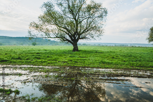 Lonely tree in the rice field with reflection in water. Big tree in a green field at sunset. Beautiful spring landscape.