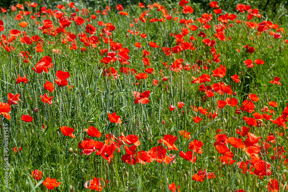 Red poppies on the field in the summer
