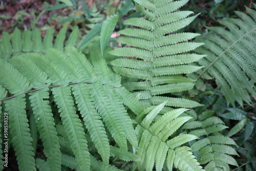 christella normalis in the garden photo