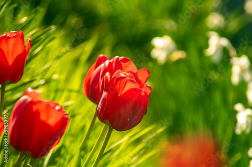 Red scarlet bright tulips on a bright sunny spring day against the background of green grass