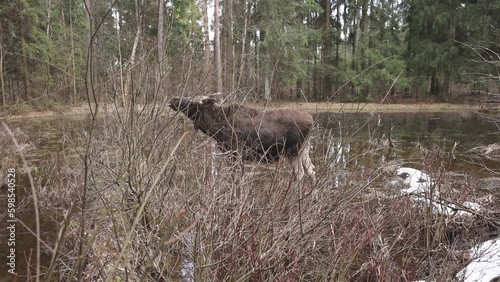 Close-up view of female moose eating plants in the swamp