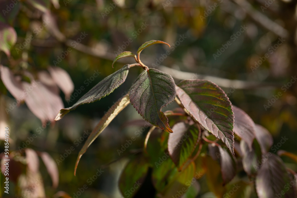 Dogwood Cornus sanguinea , leaf background, selective focus, summer Dogwood Cornus sanguinea , leaf background, selective focus, summer