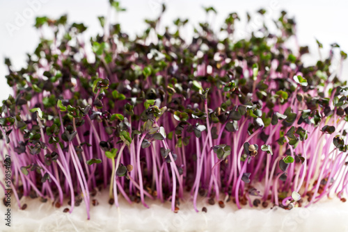 Fresh purple cabbage microgreens or sprouts