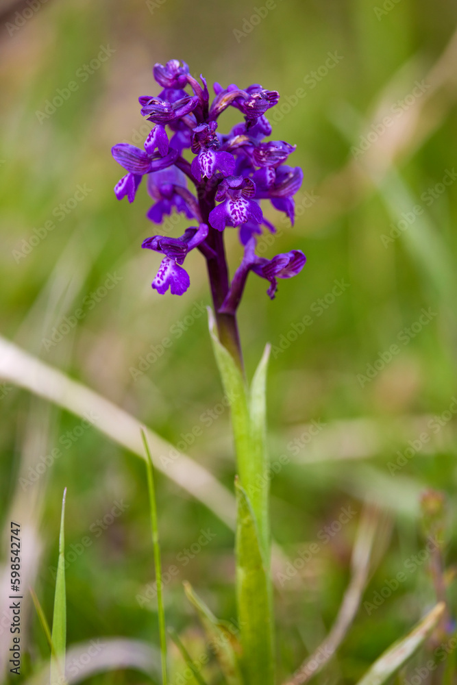 the beautiful spring flower on a meadow the beautiful spring flower on a meadow