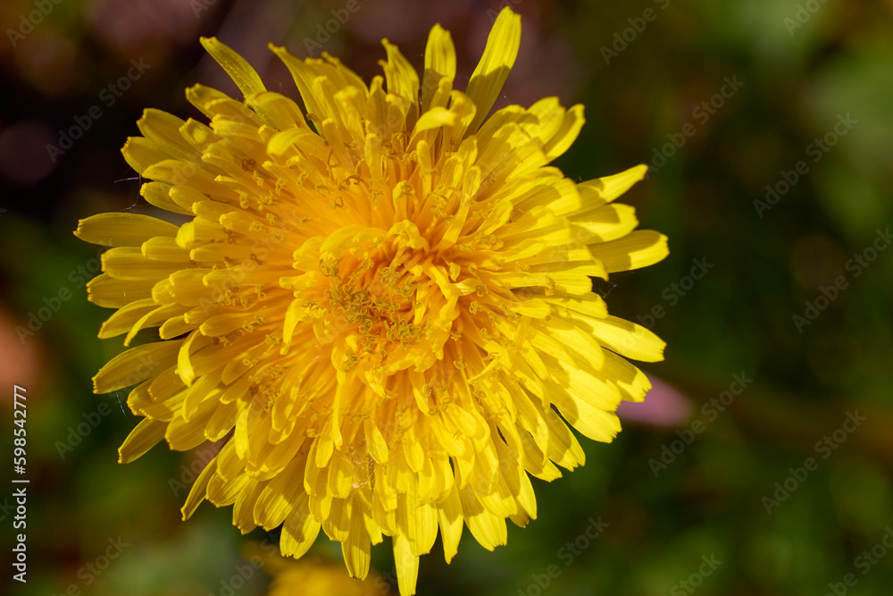 close up with beautiful flowers from the park in a blurred background close up with beautiful flowers from the park in a blurred background