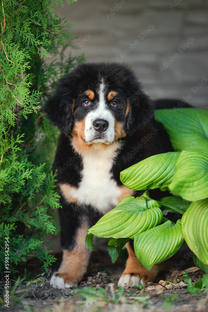 Outdoor photo of black red white puppy of bernese mountain dog standing near green big leaves in summer Outdoor photo of black red white puppy of bernese mountain dog standing near green big leaves in summer