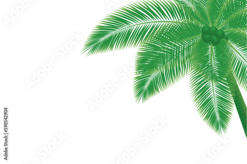 A green palm tree with leaves on a white background. coconut palm tree isolated