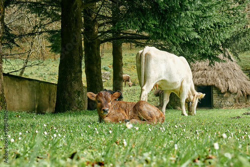 Brown newborn calf lying in wet green grass while white cow and others grazing in green meadow in fog after the rain. Cattle breeding in mountain pasture.