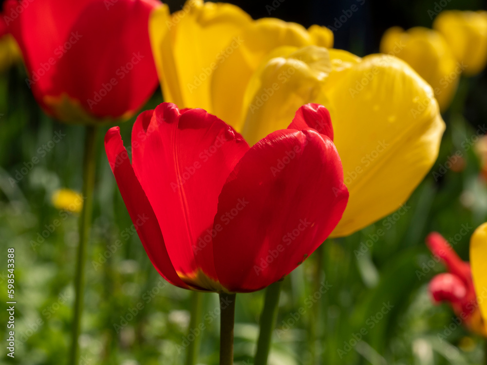 Orange with Red Tulips in bloom in spring, close up Orange with Red Tulips in bloom in spring, close up