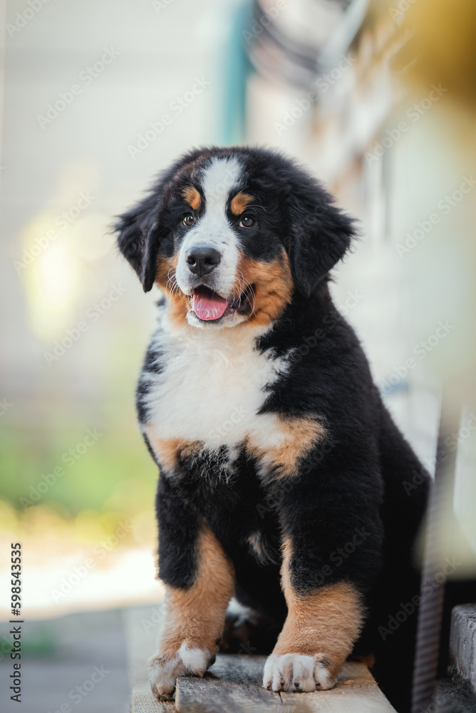 Outdoor photo of black red white puppy of bernese mountain dog sitting with tongue out near house wall in summer background