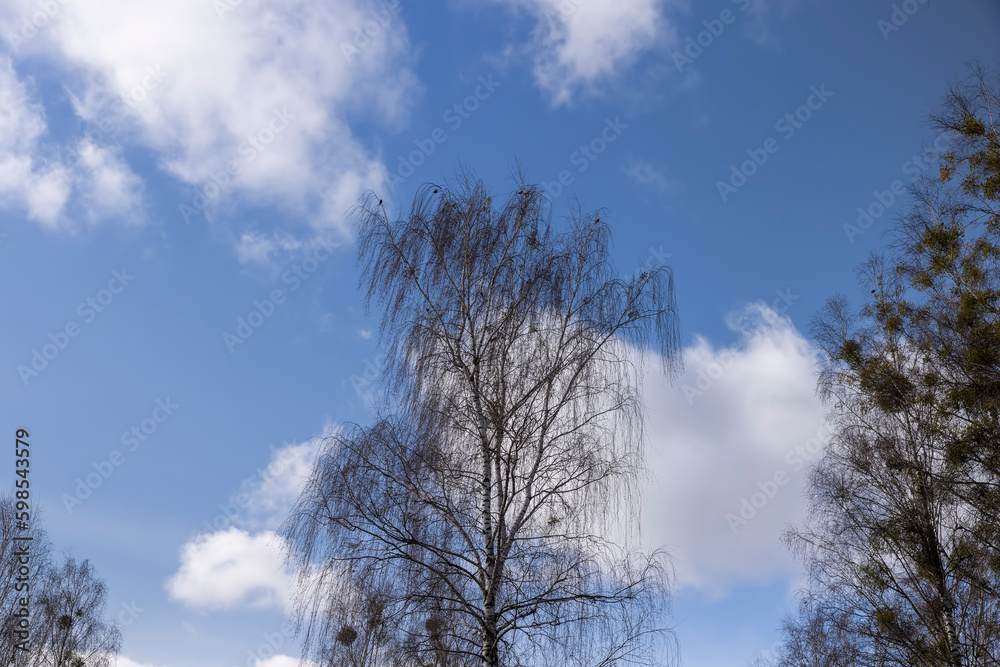 Tall birch trees in early spring without foliage