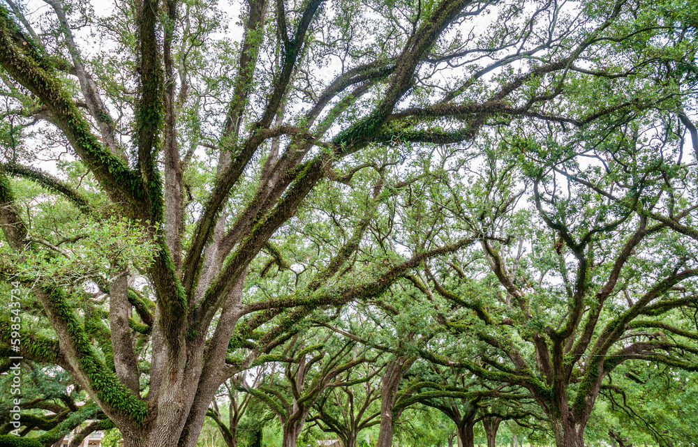 The Oak Alley Plantation in Vacherie, Louisiana The Oak Alley Plantation in Vacherie, Louisiana