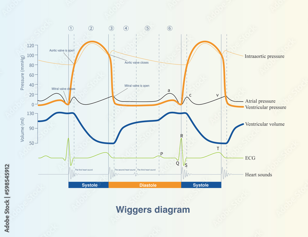 This is a picture of cardiac physiology that shows the mutual changes