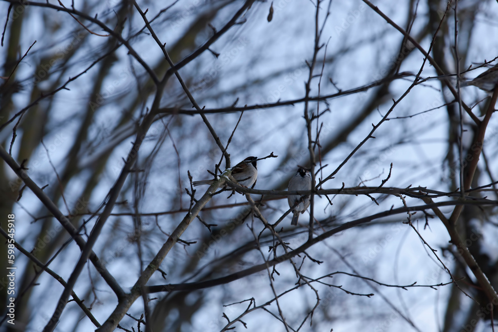 two sparrows sitting on the branches of a tree in the winter season two sparrows sitting on the branches of a tree in the winter season